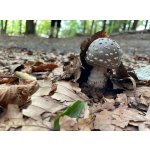 BYLINKY POD SOLÁNĚM                          4 - 7. června 2026