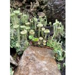 BYLINKY POD SOLÁNĚM                          4 - 7. června 2026