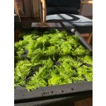 BYLINKY POD SOLÁNĚM                          4 - 7. června 2026