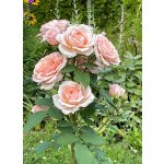 BYLINKOVÝ KURZ V ZAHRADĚ 21. 6. 2026