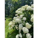 BYLINKOVÝ KURZ V ZAHRADĚ 21. 6. 2026