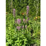 BYLINKOVÝ KURZ V ZAHRADĚ 21. 6. 2026