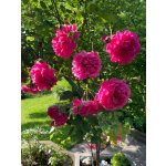 BYLINKOVÝ KURZ V ZAHRADĚ 21. 6. 2026