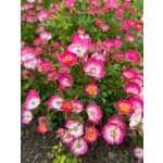 BYLINKOVÝ KURZ V ZAHRADĚ 21. 6. 2026