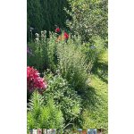 BYLINKOVÝ KURZ V ZAHRADĚ 21. 6. 2026