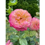 BYLINKOVÝ KURZ V ZAHRADĚ 21. 6. 2026