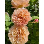 BYLINKOVÝ KURZ V ZAHRADĚ 21. 6. 2026