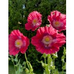 BYLINKOVÝ KURZ V ZAHRADĚ 21. 6. 2026