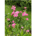 BYLINKOVÝ KURZ V ZAHRADĚ 21. 6. 2026