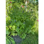 BYLINKOVÝ KURZ V ZAHRADĚ 21. 6. 2026