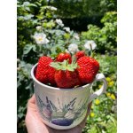 BYLINKOVÝ KURZ V ZAHRADĚ 21. 6. 2026