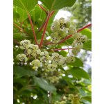 BYLINKOVÝ KURZ V ZAHRADĚ 21. 6. 2026