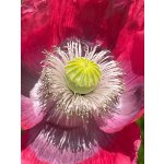 BYLINKOVÝ KURZ V ZAHRADĚ 21. 6. 2026