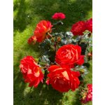 BYLINKOVÝ KURZ V ZAHRADĚ 21. 6. 2026