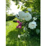 BYLINKOVÝ KURZ V ZAHRADĚ 21. 6. 2026