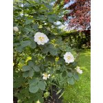 BYLINKOVÝ KURZ V ZAHRADĚ 21. 6. 2026