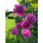 BYLINKOVÝ KURZ V ZAHRADĚ 21. 6. 2026