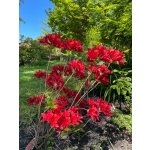 BYLINKOVÝ KURZ V ZAHRADĚ 21. 6. 2026