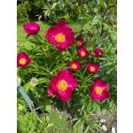 BYLINKOVÝ KURZ V ZAHRADĚ 21. 6. 2026