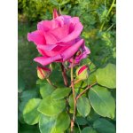 BYLINKOVÝ KURZ V ZAHRADĚ 21. 6. 2026