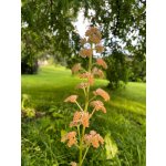 BYLINKOVÝ KURZ V ZAHRADĚ 21. 6. 2026