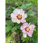 BYLINKOVÝ KURZ V ZAHRADĚ 21. 6. 2026