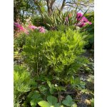 BYLINKOVÝ KURZ V ZAHRADĚ 21. 6. 2026