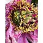 BYLINKOVÝ KURZ V ZAHRADĚ 21. 6. 2026