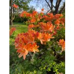 BYLINKOVÝ KURZ V ZAHRADĚ 21. 6. 2026