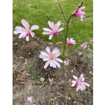 BYLINKOVÝ KURZ V ZAHRADĚ 21. 6. 2026