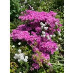 BYLINKOVÝ KURZ V ZAHRADĚ 21. 6. 2026